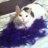 Cali Cat and Rosi