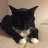 TuxedoKitty