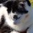 Sam-cat