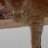 pepperthecat1969