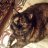 MaryLola