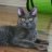 catladyinfw