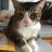 MrPawsKitten