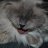 CathyCat