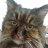 alexthecat