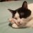 4catmom