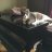 Rocky&ClaireCat