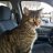 fatcat