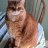NashvilleCats