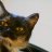 Catlover3