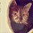 Jack the Cat