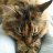 Butterscotch's Pawrents
