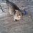alex7 & Bigboy feral cat