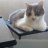 Raycatparent