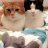 KittenTheCat