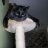 chatcat24