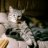 lrncats