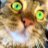 catsmeow