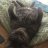Purrfectothecat