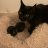 Baileycat