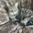 MissyCat6
