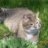 3catHousehold