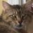 lmkitties