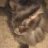 BellaCat