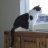 Oreo kitty's mom