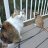 Pumpkin and Jack