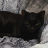 BronxCat452
