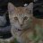 Bobbythecat