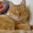 Louieorangetabby