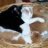 Barn Cats R Us