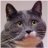 BrodyCat