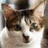 tortie58