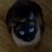 twinkiefreekitty