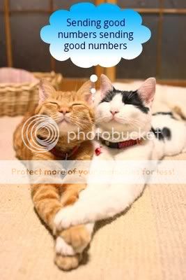 happy_cats-picsay.jpg