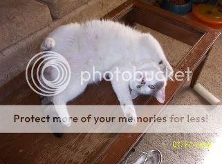 TheKitties018.jpg