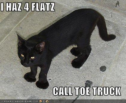 catflatfeet.jpg