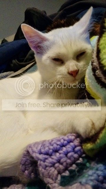 image%204_zpsdhhtjd3g.jpg