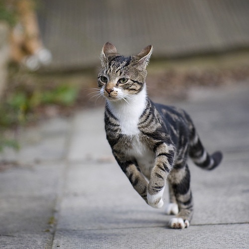69638b96f3b8278351510d8ea09dc582--running-beautiful-cats.jpg