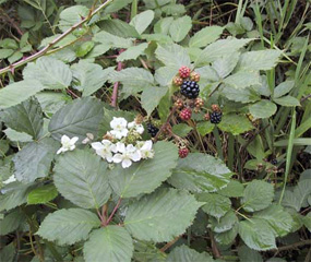 Himalayan_blackbry_Jeff_Co_WB-w.jpg