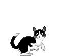 z-cat102.gif