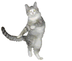 cats38.gif