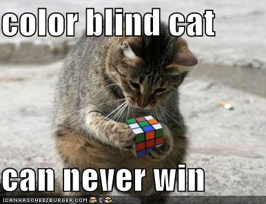 funny-pictures-color-blind-cat-rubiks-cube.jpg