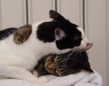 Andy%20licking%20Calvin%27s%20ear.jpg