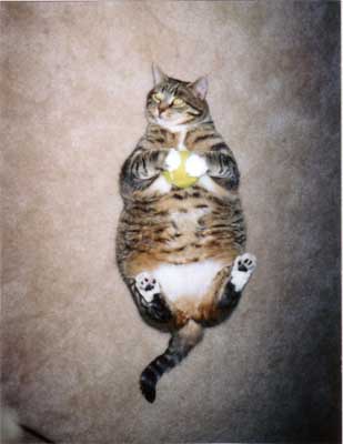 fat-cat.jpg