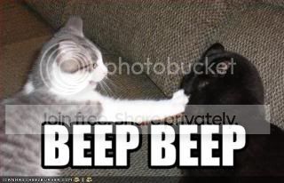 funny-pictures-cat-beeps-nose-of-ot.jpg