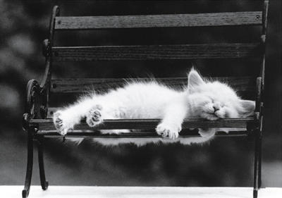 David-McEnery-Cat-Nap-III-51047.jpg